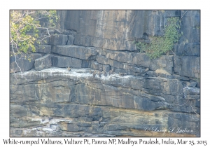 White-rumped Vultures