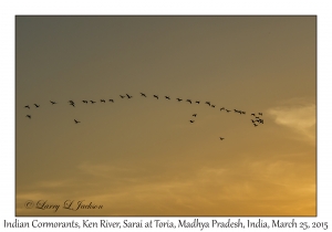 Indian Cormorants