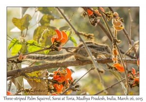 Three-striped Palm Squirrel