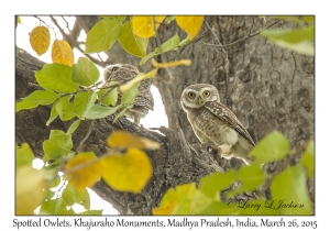 Spotted Owlets