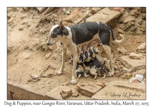 Dog & Puppies