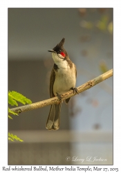 Red-whiskered Bulbul