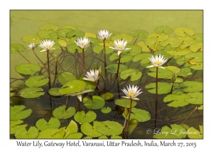 Water Lily