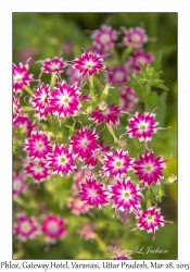 Phlox