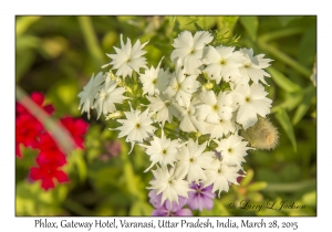 Phlox