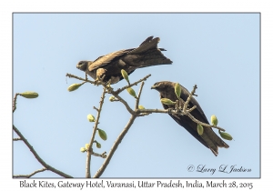 Black Kites