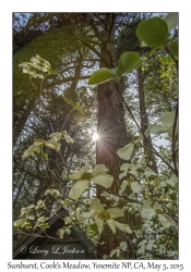 Sunburst