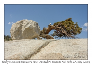 Rocky Mountain Bristlecone Piine