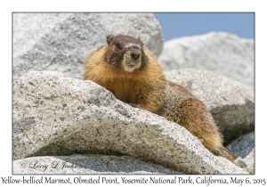 Yellow-bellied Marmot