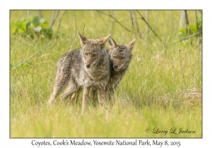 Coyotes