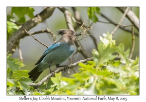 Steller's Jay