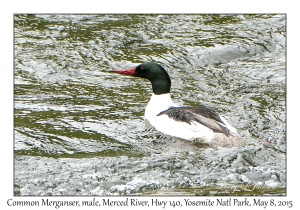 Common Merganser, male