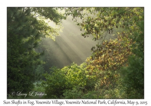 Sun Shafts in Fog