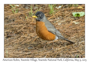 American Robin