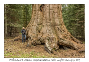 Debbie & Giant Sequoia