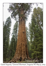 General Sherman Tree