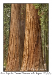 Giant Sequoias