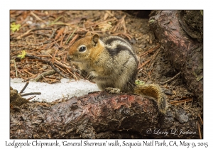 Lodgepole Chipmunk