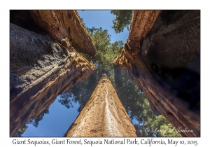 Giant Sequoias