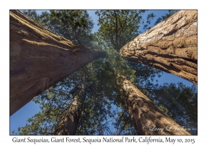 Giant Sequoias