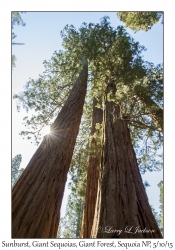 Sunburst & Giant Sequoias