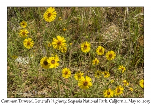 Common Tarweed