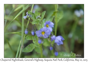 Chaparral Nightshade