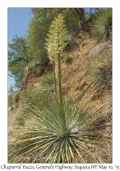 Chaparral Yucca