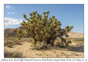 Joshua Tree