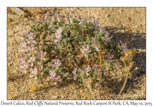 Desert Calico