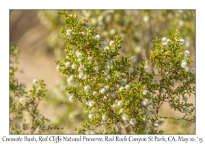 Creosote Bush