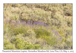 Panamint Mountain Lupine