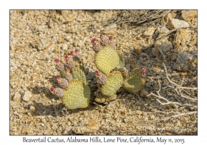 Beavertail Cactus