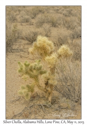 Silver Cholla