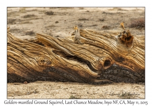 Golden-mantled Ground Squirrel