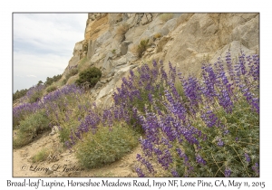 Broad-leaf Lupine