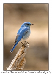 Mountain Bluebird, male