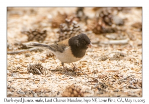 Dark-eyed Junco, male