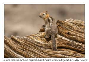 Golden-mantled Ground Squirrel