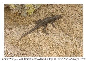 Granite Spiny Lizard