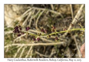 Hairy Caulanthus