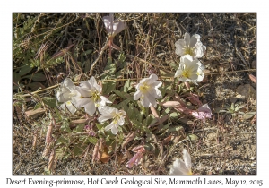 Desert Evening-primrose