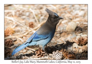 Steller's Jay