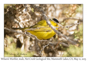 Wilson's Warbler, male