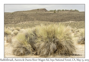 Rabbitbrush