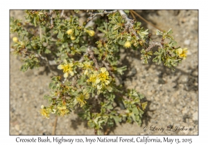 Creosote Bush