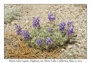 Mono Lake Lupine