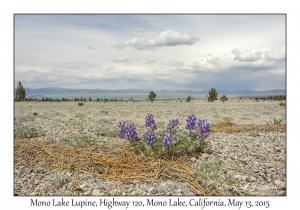 Mono Lake Lupine