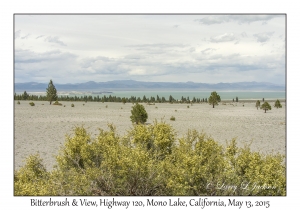 Bitterbrush & View