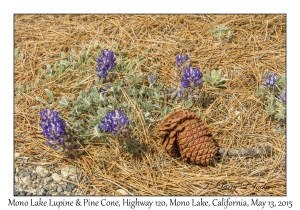 Mono Lake Lupine, Pine Cone & Needles